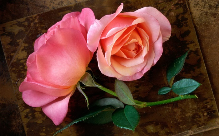 roses roses, tige, feuille Fonds d'écran, image