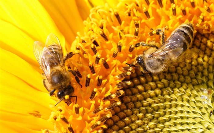 Pistil, tournesol, abeilles Fonds d'écran, image