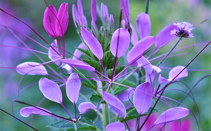 macro plantes, feuilles, fleurs violettes Fonds d'écran, image