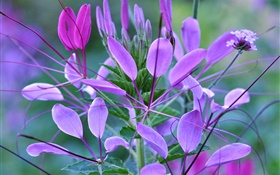 macro plantes, feuilles, fleurs violettes HD Fonds d'écran