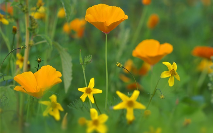 fleurs de pavot, fleurs jaunes, herbe Fonds d'écran, image