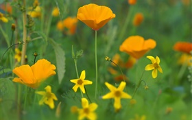 fleurs de pavot, fleurs jaunes, herbe HD Fonds d'écran
