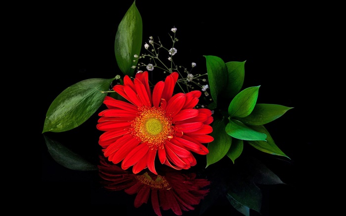 gerbera rouge, fleur gros plan, pétales Fonds d'écran, image