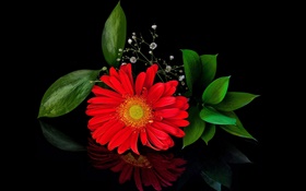 gerbera rouge, fleur gros plan, pétales HD Fonds d'écran