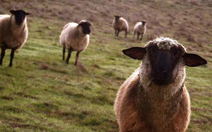 Moutons, prairie, animaux close-up Fonds d'écran, image