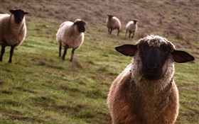 Moutons, prairie, animaux close-up HD Fonds d'écran