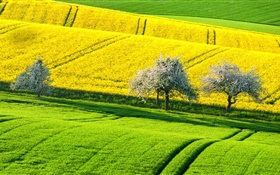 domaine magnifique de colza de printemps, les arbres jaunes et verts, Allemagne