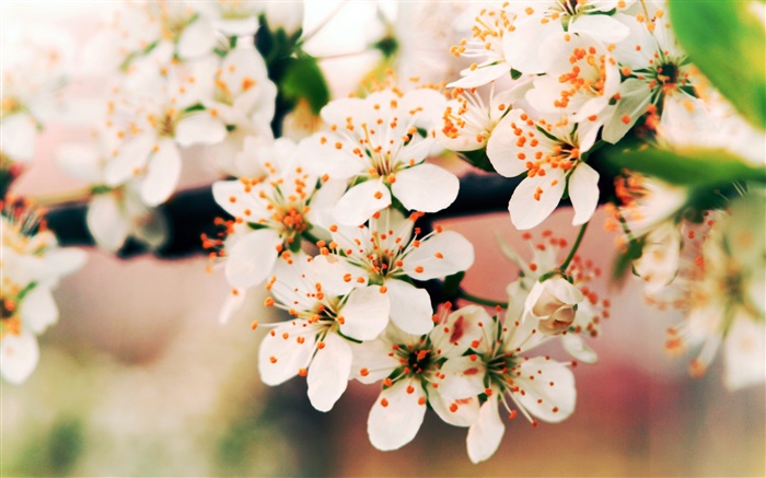 Fleurs de printemps fleur, branches, bokeh Fonds d'écran, image