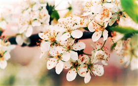 Fleurs de printemps fleur, branches, bokeh HD Fonds d'écran