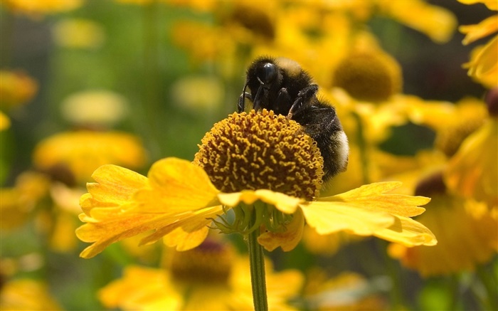 Printemps, fleurs jaunes, abeille, insecte Fonds d'écran, image