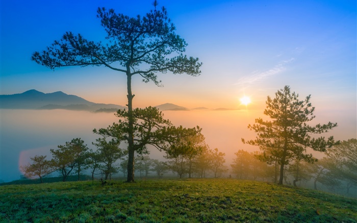 Lever le matin, l'aube, le pin, le brouillard, les montagnes Fonds d'écran, image