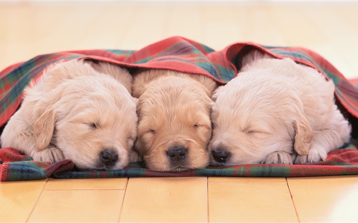 Trois chiots dormir Fonds d'écran, image