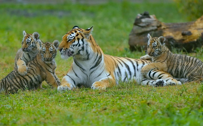 Tigers famille, herbe, grands chats Fonds d'écran, image
