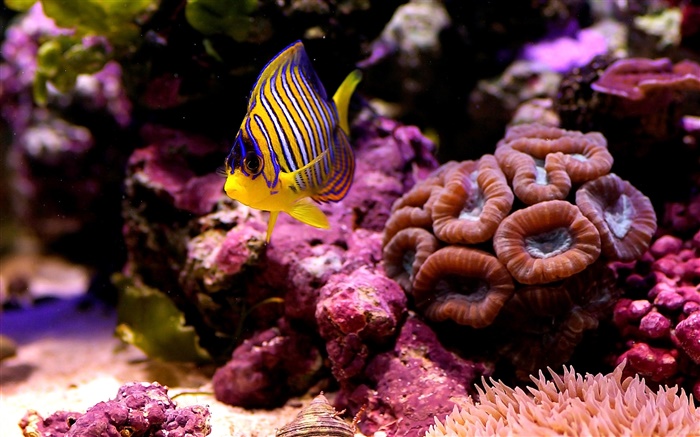 poisson clown tropical, l'eau, le corail Fonds d'écran, image