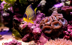 poisson clown tropical, l'eau, le corail HD Fonds d'écran