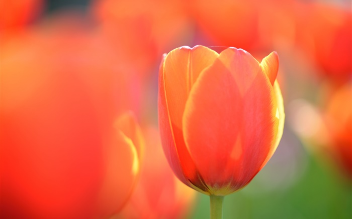 Tulip macro photographie, fleur d'oranger Fonds d'écran, image