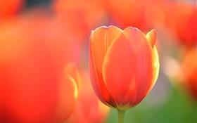 Tulip macro photographie, fleur d'oranger HD Fonds d'écran