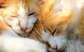 Deux chatons dormant HD Fonds d'écran