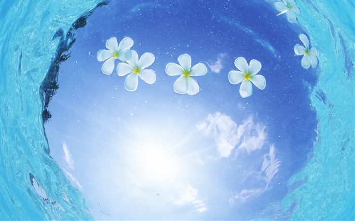 Fleurs blanches dans l'eau, le ciel bleu, le soleil, Maldives Fonds d'écran, image