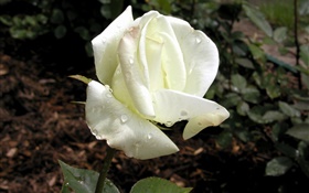 pétales rose blanche, rosée