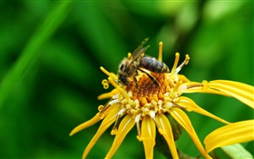 pétales de fleurs jaunes, pistil, abeille insecte