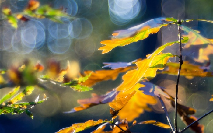 Les feuilles jaunes, automne, bokeh Fonds d'écran, image
