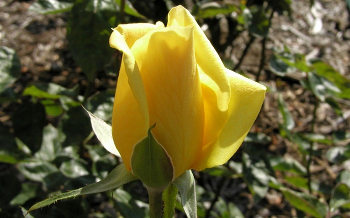 rose jaune bourgeon floral Fonds d'écran, image