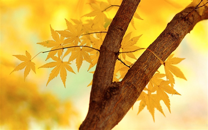 Automne, feuilles jaunes, branche d'arbre Fonds d'écran, image