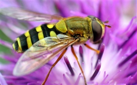 Bee macro photographie, fleur rose HD Fonds d'écran