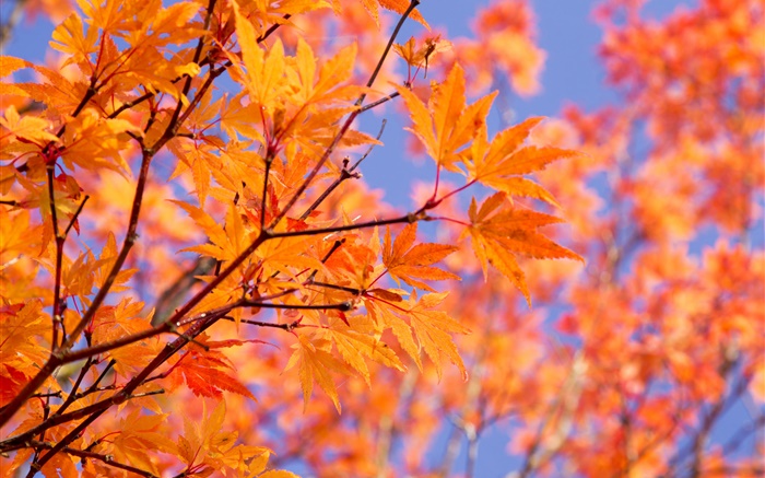 Branches, feuilles d'érable rouge, automne Fonds d'écran, image