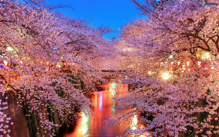 fleurs de cerisier dans la nuit, rivière, lumières Fonds d'écran, image