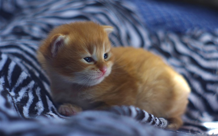 Cute baby chaton dans le lit Fonds d'écran, image