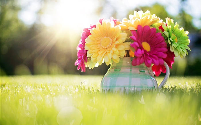 Fleurs close-up, gerbera, vase, herbe, lumière du soleil Fonds d'écran, image