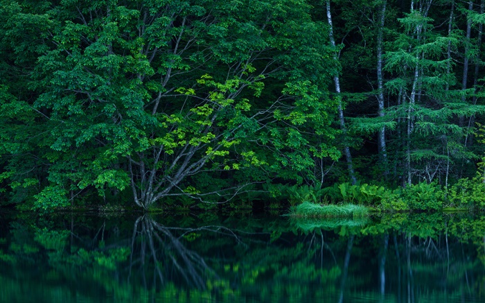 Forêt, les arbres, les fourrés, lac Fonds d'écran, image