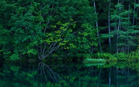 Forêt, les arbres, les fourrés, lac HD Fonds d'écran