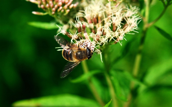 abeille insectes, feuilles vertes Fonds d'écran, image