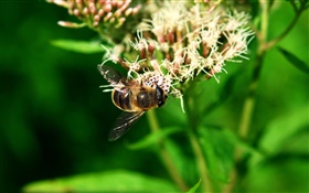 abeille insectes, feuilles vertes
