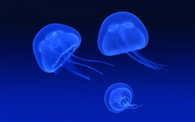 Jellyfish, bleu mer HD Fonds d'écran