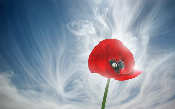 Un rouge de fleur de pavot, ciel, nuages Fonds d'écran, image