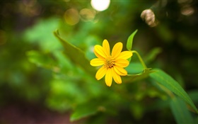 Une fleur jaune close-up, bokeh vert