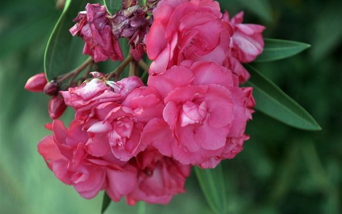 fleurs de lauriers roses Fonds d'écran, image