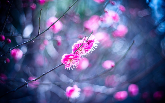 fleurs de prunier rose Fonds d'écran, image
