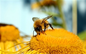 Pistil, fleur, jaune, abeille, macro photographie