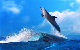 animaux de mer, dauphins, sauter, océan