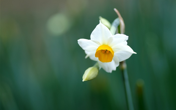 Simple jonquille fleur, pétales blancs Fonds d'écran, image