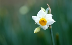 Simple jonquille fleur, pétales blancs