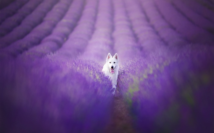 chien blanc dans le champ de lavande Fonds d'écran, image