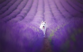 chien blanc dans le champ de lavande