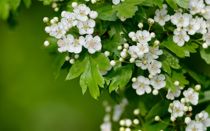 Blanc aubépine fleurs Fonds d'écran, image