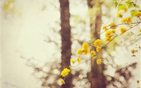 Fleurs jaunes, brindilles, arbre, bokeh HD Fonds d'écran